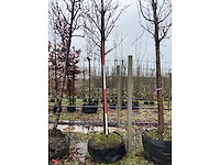 Zoete kers - vruchten/fruitbomen - afbeelding 2 van  2