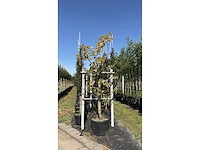 Zoete kersenboom - fruit tree - afbeelding 1 van  1