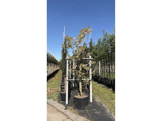 Zoete kersenboom - fruit tree - afbeelding 1 van  1
