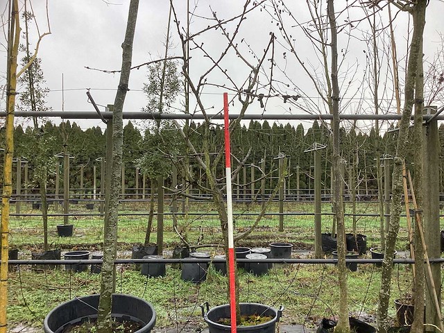 Zoete kersenboom - vrucht- / fruitboom - afbeelding 1 van  3