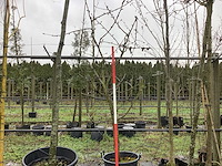 Zoete kersenboom - vrucht- / fruitboom - afbeelding 1 van  3