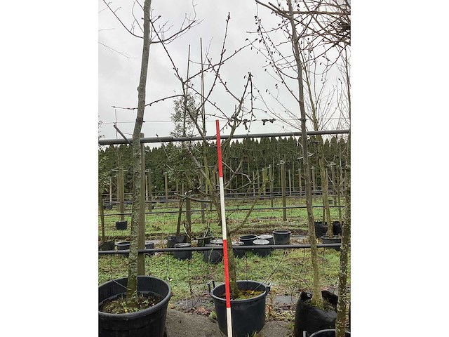 Zoete kersenboom - vrucht- / fruitboom - afbeelding 2 van  3