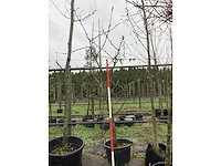Zoete kersenboom - vrucht- / fruitboom - afbeelding 2 van  3