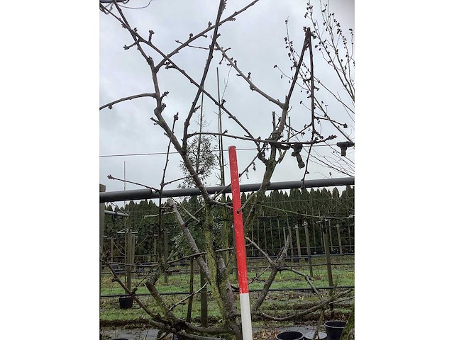 Zoete kersenboom - vrucht- / fruitboom - afbeelding 3 van  3