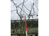 Zoete kersenboom - vrucht- / fruitboom - afbeelding 3 van  3