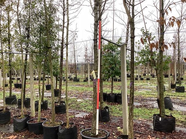 Zoete kersenboom - vrucht- / fruitboom - afbeelding 1 van  3