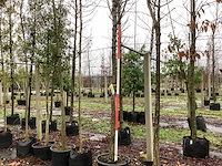 Zoete kersenboom - vrucht- / fruitboom - afbeelding 1 van  3