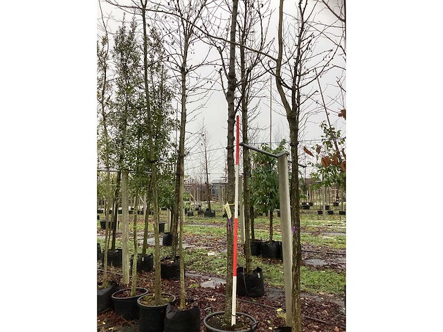 Zoete kersenboom - vrucht- / fruitboom - afbeelding 2 van  3