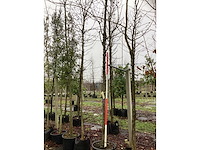 Zoete kersenboom - vrucht- / fruitboom - afbeelding 2 van  3