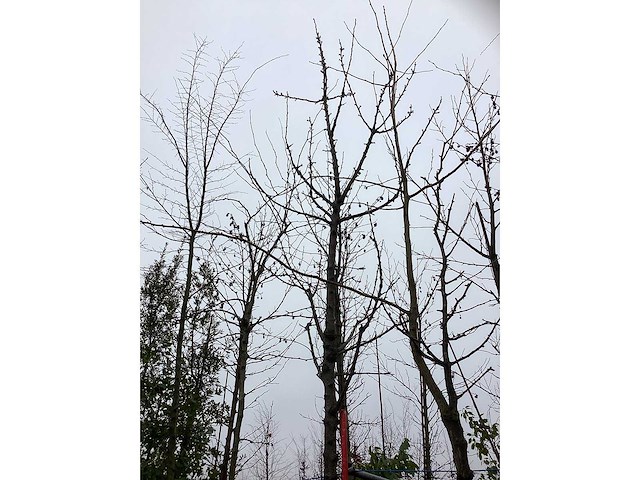 Zoete kersenboom - vrucht- / fruitboom - afbeelding 3 van  3