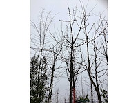 Zoete kersenboom - vrucht- / fruitboom - afbeelding 3 van  3