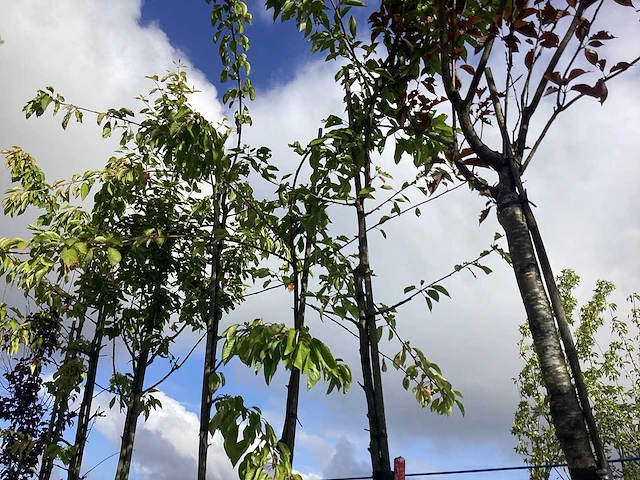 Zoete kersenboom - vrucht- / fruitboom - afbeelding 2 van  2