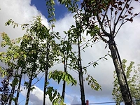 Zoete kersenboom - vrucht- / fruitboom