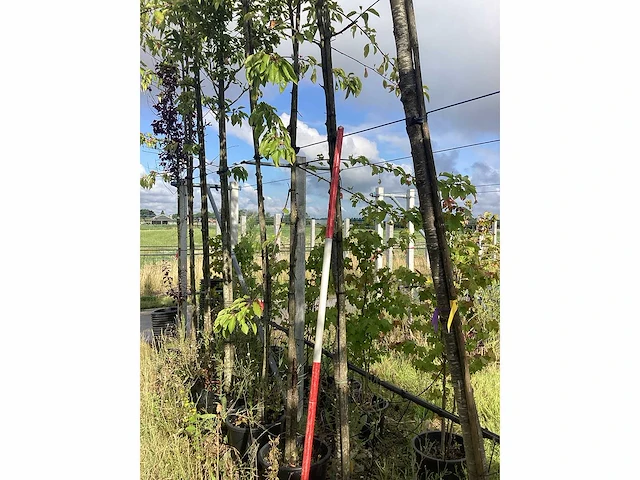 Zoete kersenboom - vrucht- / fruitboom - afbeelding 2 van  2