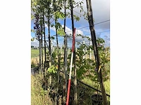 Zoete kersenboom - vrucht- / fruitboom - afbeelding 2 van  2