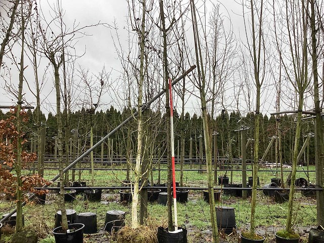Zoete sierkers - vrucht- / fruitboom - afbeelding 1 van  3