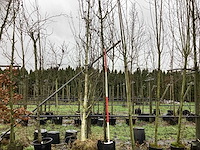 Zoete sierkers - vrucht- / fruitboom - afbeelding 1 van  3