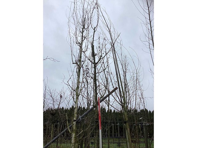 Zoete sierkers - vrucht- / fruitboom - afbeelding 3 van  3