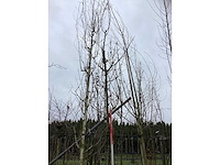 Zoete sierkers - vrucht- / fruitboom - afbeelding 3 van  3
