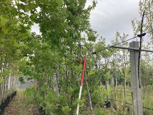 Zomereik - laanboom - afbeelding 1 van  2