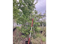 Zomereik - laanboom - afbeelding 2 van  2