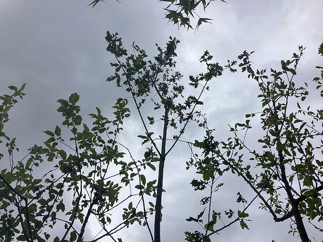 Zomereik - laanboom - afbeelding 2 van  2