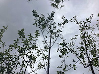 Zomereik - laanboom - afbeelding 2 van  2