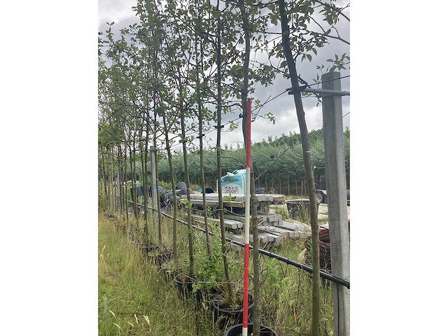 Zomereik - laanboom - afbeelding 1 van  2