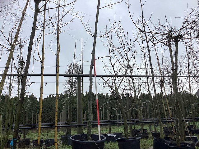 Zomereik - sierboom - afbeelding 1 van  3