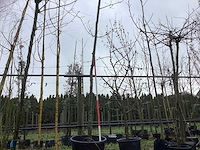 Zomereik - sierboom - afbeelding 1 van  3