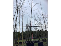 Zomereik - sierboom - afbeelding 2 van  3