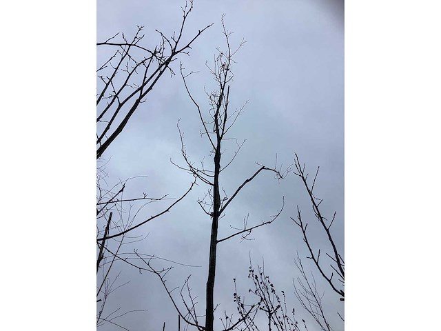 Zomereik - sierboom - afbeelding 3 van  3