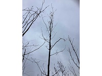 Zomereik - sierboom - afbeelding 3 van  3