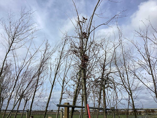 Zomereik - sierboom - afbeelding 1 van  2