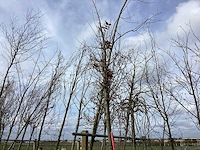 Zomereik - sierboom - afbeelding 1 van  2