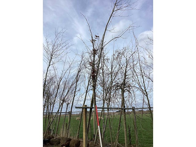 Zomereik - sierboom - afbeelding 2 van  2