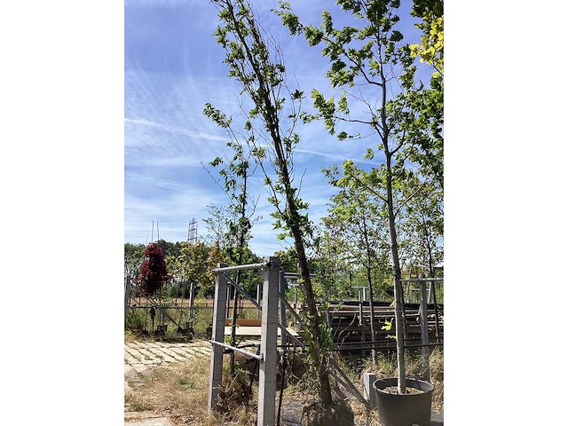 Zomereik - sierboom - afbeelding 1 van  2