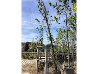 Zomereik - sierboom - afbeelding 1 van  2