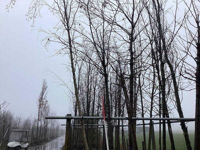 Zomereik - vormboom - afbeelding 3 van  3