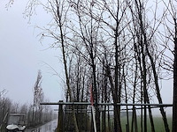 Zomereik - vormboom - afbeelding 3 van  3