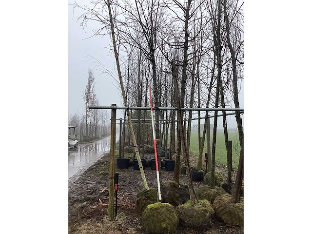 Zomereik - vormboom - afbeelding 1 van  3