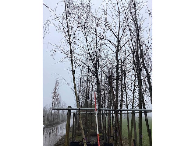 Zomereik - vormboom - afbeelding 2 van  3