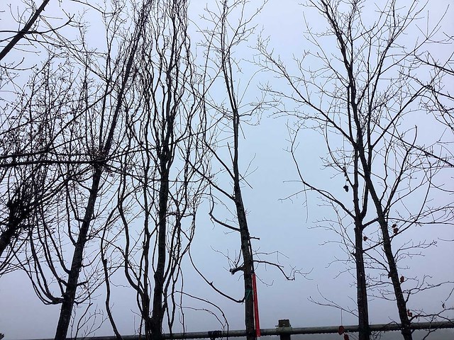 Zomereik - vormboom - afbeelding 1 van  2