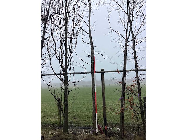 Zomereik - vormboom - afbeelding 2 van  2