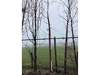 Zomereik - vormboom - afbeelding 2 van  2