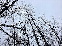 Zomereik - vormboom - afbeelding 1 van  4