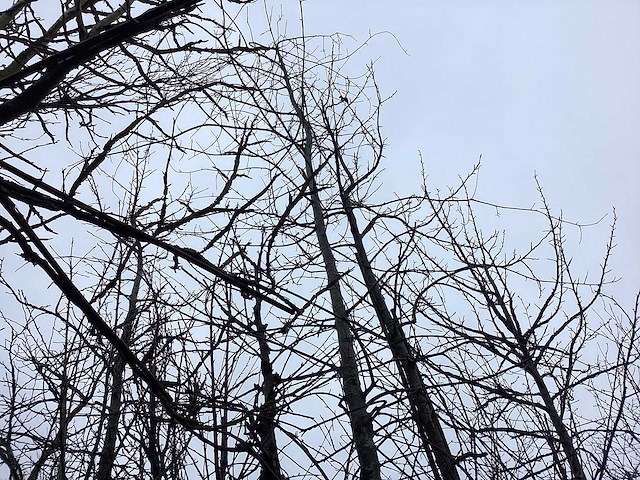 Zomereik - vormboom - afbeelding 2 van  4