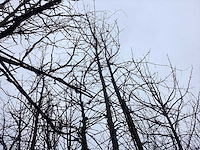 Zomereik - vormboom - afbeelding 2 van  4