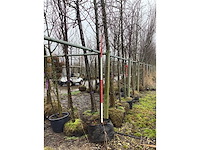 Zomereik - vormboom - afbeelding 3 van  4