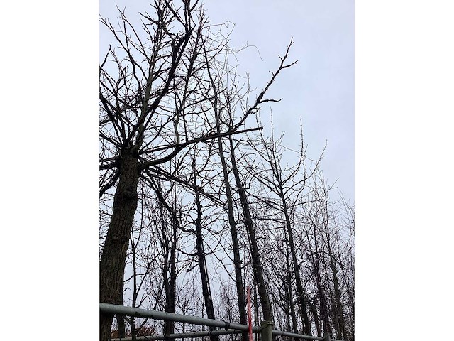 Zomereik - vormboom - afbeelding 4 van  4